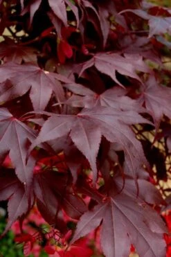 Bloodgood Red Leaf Japanese Maple - 7 Gallon Pot (4-5') -Foliage Dream Sales Store Japanese Maple Boodgood 24 1