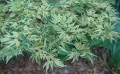 Butterfly Japanese Maple - 3 Gallon Pot 13 Butterfly Japanese Maple - 3 Gallon Pot -Foliage Dream Sales Store Japanese Maple Butterfly 3 2