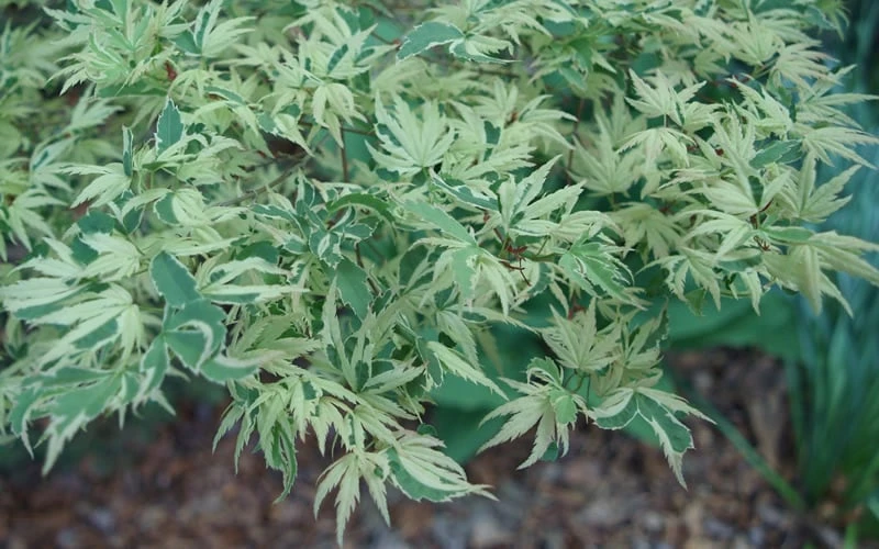Butterfly Japanese Maple - 5 Gallon Pot 7 Butterfly Japanese Maple - 5 Gallon Pot - Image 7