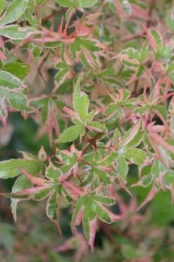 Butterfly Japanese Maple - 1 Gallon Pot -Foliage Dream Sales Store Japanese Maple Butterfly 4 1