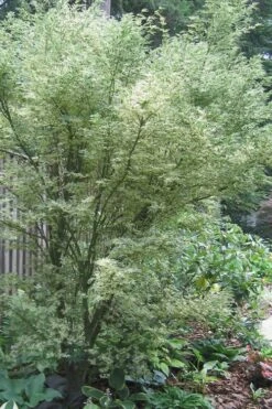 Orido Nishiki Pink Variegated Japanese Maple - 5 Gallon Pot 11 Orido Nishiki Pink Variegated Japanese Maple - 5 Gallon Pot -Foliage Dream Sales Store Japanese Maple Butterfly 5 2