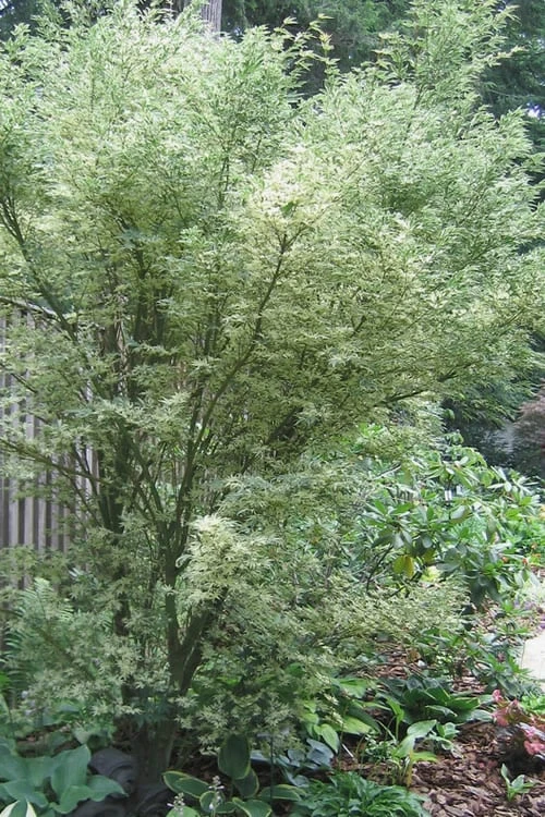 Butterfly Japanese Maple - 5 Gallon Pot 1 Butterfly Japanese Maple - 5 Gallon Pot