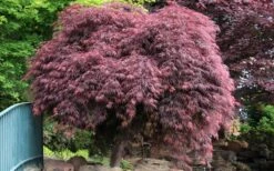 Crimson Queen Dwarf Japanese Maple - 5 Gallon Pot -Foliage Dream Sales Store Japanese Maple Crimson Queen 22 2