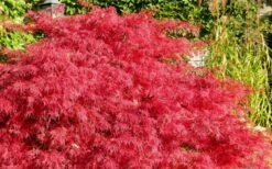 Crimson Queen Dwarf Japanese Maple (High Graft Tree Form) - 2 Gallon Pot -Foliage Dream Sales Store Japanese Maple Crimson Queen 51