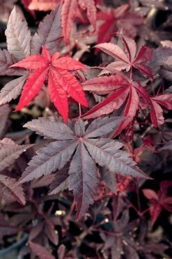 Emperor 1 Japanese Maple - 3 Gallon Pot 9 Emperor 1 Japanese Maple - 3 Gallon Pot -Foliage Dream Sales Store Japanese Maple Emperor 1 500x750 1