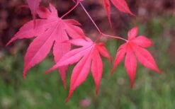 Bloodgood Red Leaf Japanese Maple - 2 Gallon Pot -Foliage Dream Sales Store Japanese Maple Fall Color 1