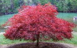 Firefall Lace Leaf Japanese Maple - 1 Gallon Pot -Foliage Dream Sales Store Japanese Maple Firefall 1
