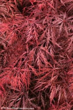 Firefall Lace Leaf Japanese Maple - 1 Gallon Pot -Foliage Dream Sales Store Japanese Maple Firefall 3