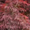 Firefall Lace Leaf Japanese Maple - 1 Gallon Pot