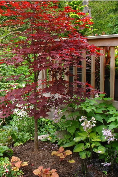 Fireglow Red Leaf Japanese Maple - 5 Gallon Pot (3-4') 4 Fireglow Red Leaf Japanese Maple - 5 Gallon Pot (3-4') - Image 4
