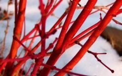 Little Sango' Dwarf Coral Bark Japanese Maple - 5 Gallon Pot -Foliage Dream Sales Store Japanese Maple Fjellheim 2