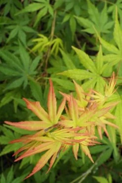 Glowing Embers Japanese Maple - 3 Gallon Pot 13 Glowing Embers Japanese Maple - 3 Gallon Pot -Foliage Dream Sales Store Japanese Maple Glowing Embers 6
