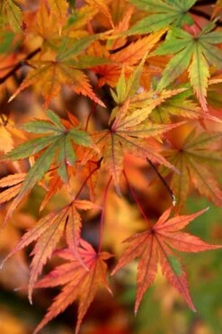 Glowing Embers Japanese Maple - 3 Gallon Pot 15 Glowing Embers Japanese Maple - 3 Gallon Pot -Foliage Dream Sales Store Japanese Maple Glowing Embers 7