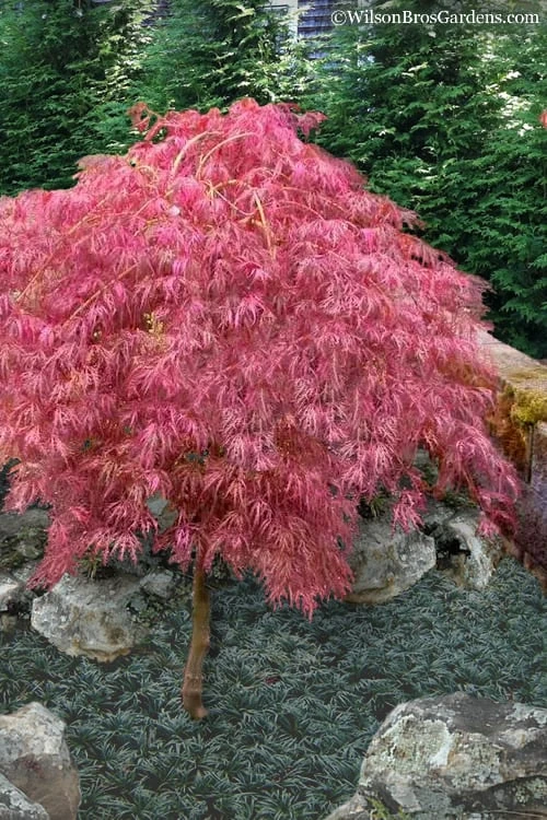 Hana Matoi Pink Leaf Japanese Maple - Acer Palmatum - 5 Gallon Pot 1 Hana Matoi Pink Leaf Japanese Maple - Acer Palmatum - 5 Gallon Pot