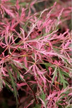 Hana Matoi Pink Leaf Japanese Maple - Acer Palmatum - 5 Gallon Pot 7 Hana Matoi Pink Leaf Japanese Maple - Acer Palmatum - 5 Gallon Pot -Foliage Dream Sales Store Japanese Maple Hana Matoi Leaves Closeup
