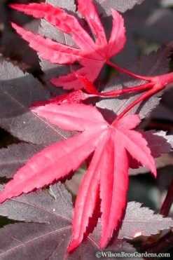 Red 'N Summer Japanese Maple - Acer Palmatum 'Hefner's Red' - 1 Gallon Pot -Foliage Dream Sales Store Japanese Maple Hefners Red 20
