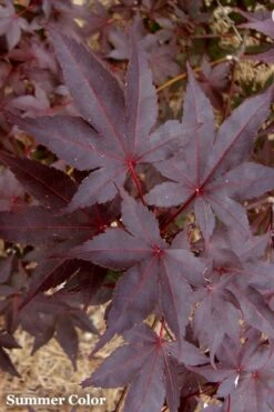 Red 'N Summer Japanese Maple - Acer Palmatum 'Hefner's Red' - 1 Gallon Pot -Foliage Dream Sales Store Japanese Maple Hefners Red 21