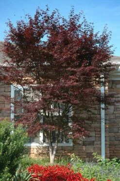 Red 'N Summer Japanese Maple - Acer Palmatum 'Hefner's Red' - 1 Gallon Pot