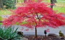 Inaba Shidare Red Japanese Maple - 5 Gallon Pot (2-3') -Foliage Dream Sales Store Japanese Maple Inaba Shidare 2 1