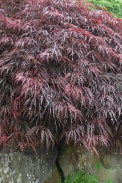 Inaba Shidare Red Japanese Maple - 5 Gallon Pot (3-4') -Foliage Dream Sales Store Japanese Maple Inaba Shidare 5