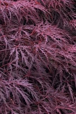 Inaba Shidare Red Japanese Maple - 5 Gallon Pot (2-3')