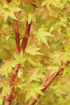Japanese Sunrise Japanese Maple - 3 Gallon Pot -Foliage Dream Sales Store Japanese Maple Japanese Sunrise Bark 500x700 1