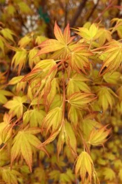 Katsura Japanese Maple - 3 Gallon Pot -Foliage Dream Sales Store Japanese Maple Katsura 4