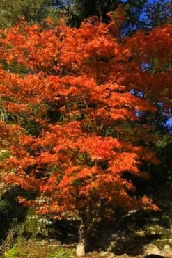 Katsura Japanese Maple - 3 Gallon Pot -Foliage Dream Sales Store Japanese Maple Katsura 5