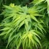 Mikawa Yatsubusa Japanese Maple - 1 Gallon Pot