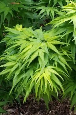Mikawa Yatsubusa Japanese Maple - 5 Gallon Pot