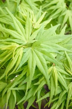 Mikawa Yatsubusa Japanese Maple - 1 Gallon Pot -Foliage Dream Sales Store Japanese Maple Mikawa Yatsubusa 7 2