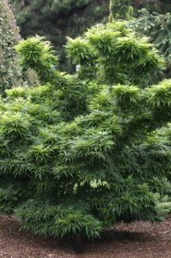 Mikawa Yatsubusa Japanese Maple - 5 Gallon Pot 11 Mikawa Yatsubusa Japanese Maple - 5 Gallon Pot -Foliage Dream Sales Store Japanese Maple Mikawa Yatsubusa 8