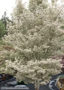 Ukigumo Floating Cloud Ghost Japanese Maple - 5 Gallon Pot -Foliage Dream Sales Store Japanese Maple Okigumo 15