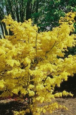 Orange Dream Japanese Maple - 2 Gallon Pot -Foliage Dream Sales Store Japanese Maple Orange Dream 10