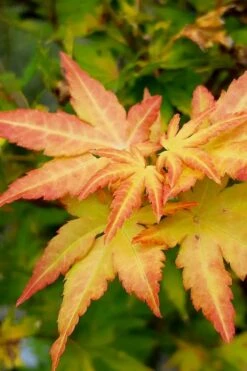 Orange Dream Japanese Maple - 2 Gallon Pot -Foliage Dream Sales Store Japanese Maple Orange Dream 9