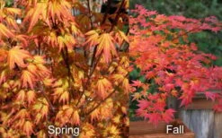 Orange Dream Japanese Maple - 2 Gallon Pot -Foliage Dream Sales Store Japanese Maple Orange Dream Spring Fall