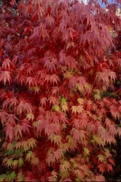 Orange Flame Japanese Maple - 2 Gallon Pot 10 Orange Flame Japanese Maple - 2 Gallon Pot -Foliage Dream Sales Store Japanese Maple Orange Flame 13