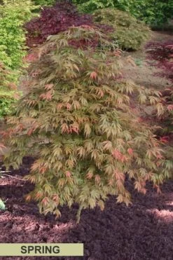 Orange Flame Japanese Maple - 2 Gallon Pot 11 Orange Flame Japanese Maple - 2 Gallon Pot -Foliage Dream Sales Store Japanese Maple Orange Flame Spring Color