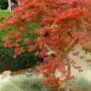 Orangeola Weeping Japanese Maple (High Graft Tree) - 3 Gallon Pot