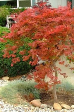 Orangeola Weeping Japanese Maple - 1 Gallon Pot 9 Orangeola Weeping Japanese Maple - 1 Gallon Pot -Foliage Dream Sales Store Japanese Maple Orangeola 1 3