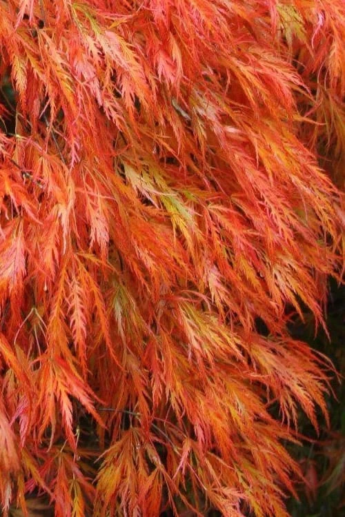 Orangeola Weeping Japanese Maple - 3 Gallon Pot (2-3') 1 Orangeola Weeping Japanese Maple - 3 Gallon Pot (2-3')