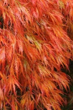 Orangeola Weeping Japanese Maple (High Graft Tree) - 3 Gallon Pot -Foliage Dream Sales Store Japanese Maple Orangeola 2