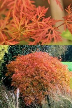 Orangeola Weeping Japanese Maple (High Graft Tree) - 3 Gallon Pot -Foliage Dream Sales Store Japanese Maple Orangeola 3