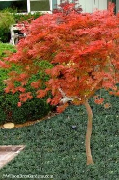 Orangeola Weeping Japanese Maple - 1 Gallon Pot (High Grafted Tree Form) -Foliage Dream Sales Store Japanese Maple Orangeola High Branch 1