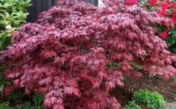 Oregon Sunset Japanese Maple - Acer Palmatum - 1 Gallon Pot -Foliage Dream Sales Store Japanese Maple Oregon Sunset 4 1