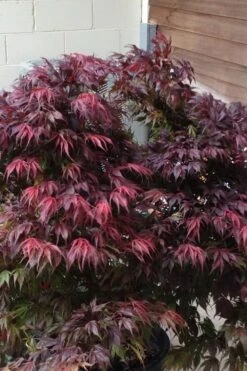 Oregon Sunset Japanese Maple - Acer Palmatum - 5 Gallon Pot -Foliage Dream Sales Store Japanese Maple Oregon Sunset 5