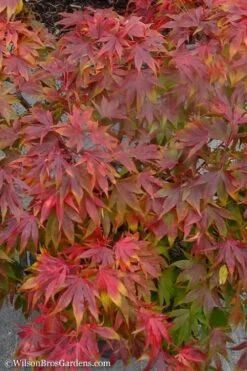 Oregon Sunset Japanese Maple - Acer Palmatum - 5 Gallon Pot -Foliage Dream Sales Store Japanese Maple Oregon Sunset 9