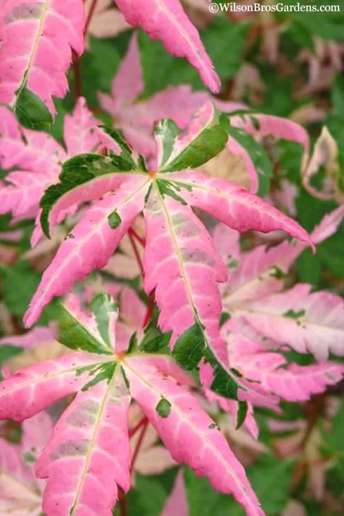 Orido Nishiki Pink Variegated Japanese Maple - 5 Gallon Pot 1 Orido Nishiki Pink Variegated Japanese Maple - 5 Gallon Pot