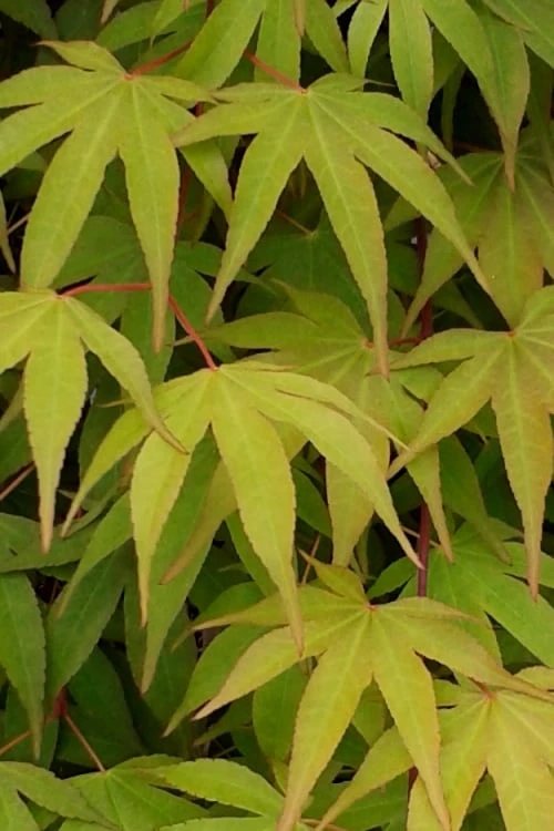 Osakazuki Japanese Maple - 2 Gallon Pot 6 Osakazuki Japanese Maple - 2 Gallon Pot - Image 6