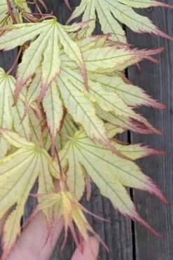 Peaches And Cream Japanese Maple - 5 Gallon Pot -Foliage Dream Sales Store Japanese Maple Peaches And Cream 1 1